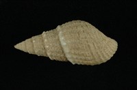 藏品(瘤蜷)的圖片